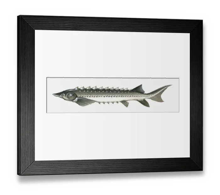 Framed Print : Illustration of Atlantic sturgeon (Acipenser oxyrinchus oxyrinchus) Framed Print : Illustration of Atlantic sturgeon (Acipenser oxyrinchus oxyrinchus)