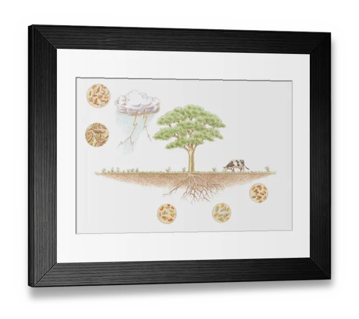 Framed Print : Illustration of nitrogen cycle in biosphere Framed Print : Illustration of nitrogen cycle in biosphere