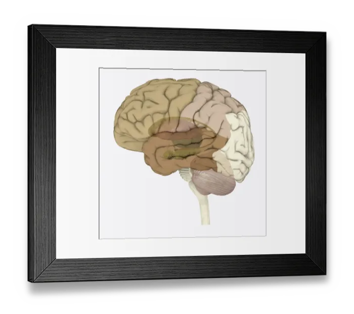 Framed Print : Digital illustration of areas associated with memory in human brain Framed Print : Digital illustration of areas associated with memory in human brain