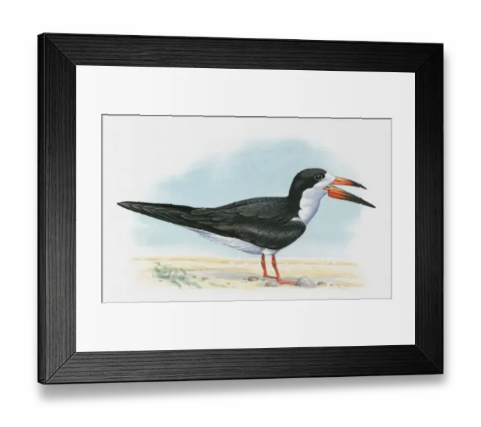 Framed Print : Illustration of a Black Skimmer (Rynchops niger) Framed Print : Illustration of a Black Skimmer (Rynchops niger)
