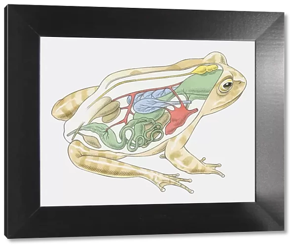 Illustration of anatomy of frog
