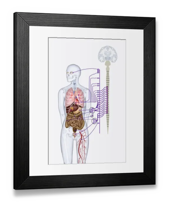 Framed Print : Digital illustration of autonomic nervous system responsible for automatic body functions