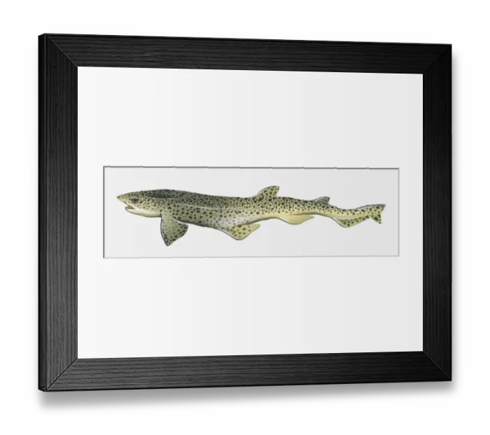 Framed Print : Illustration of Lesser Sotted Dogfish (Scyliorhinus canicula) Framed Print : Illustration of Lesser Sotted Dogfish (Scyliorhinus canicula)