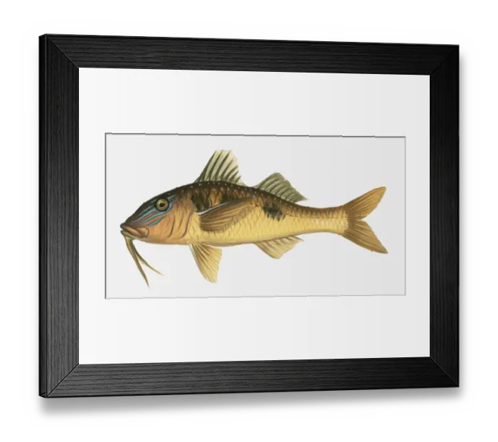 Framed Print : Illustration of Barbel (Barbus) Framed Print : Illustration of Barbel (Barbus)