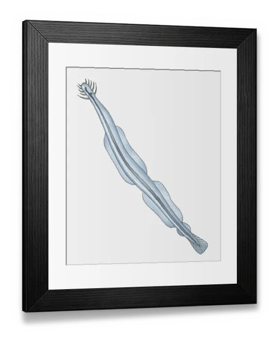 Framed Print : Illustration of Arrow Worm