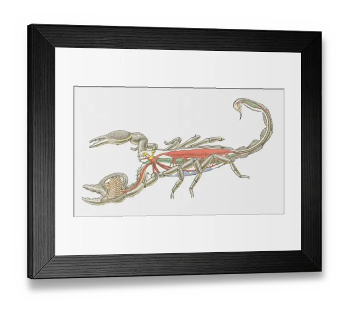 Framed Print : Illustration of internal anatomy of Imperial Scorpion (Pandinus imperator) Framed Print : Illustration of internal anatomy of Imperial Scorpion (Pandinus imperator)