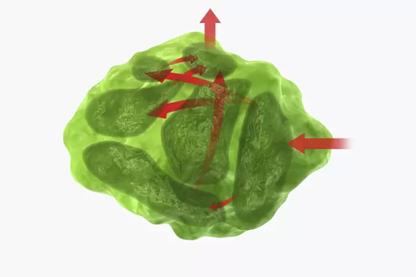 Digital illustration of direction of information in amygdala