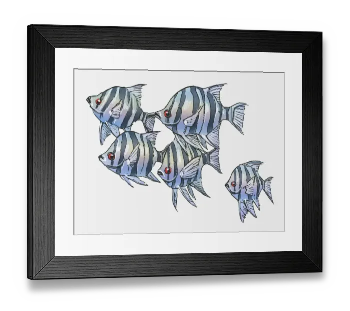 Framed Print : Illustration of Scissortail sergeant (Abudefduf sexfasciatus) Framed Print : Illustration of Scissortail sergeant (Abudefduf sexfasciatus)