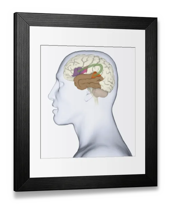 Framed Print : Digital illustration of head in profile showing bundle of nerve fibres connecti ng Brocas area and Wernickes area in human brain Framed Print : Digital illustration of head in profile showing bundle of nerve fibres connecti ng Brocas area and Wernickes area in human brain