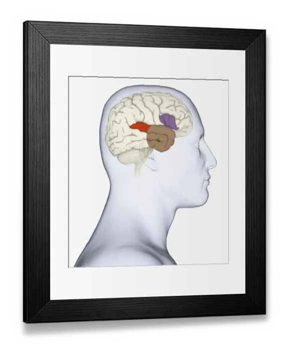 Framed Print : Digital illustration of head in profile showing amygdala, auditory cortex, wernickes area, and anterior temporal lobe in human brain Framed Print : Digital illustration of head in profile showing amygdala, auditory cortex, wernickes area, and anterior temporal lobe in human brain