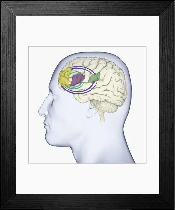 Framed Print : Digital illustration of head in profile showing memory areas of brain Framed Print : Digital illustration of head in profile showing memory areas of brain