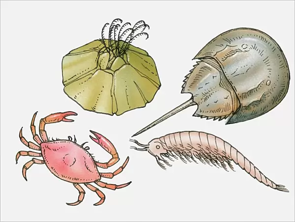 Illustration of barnacle, horseshoe crab, shrimp, and crab