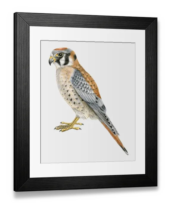 Framed Print : Illustration of an American kestrel (Falco sparverius), side view