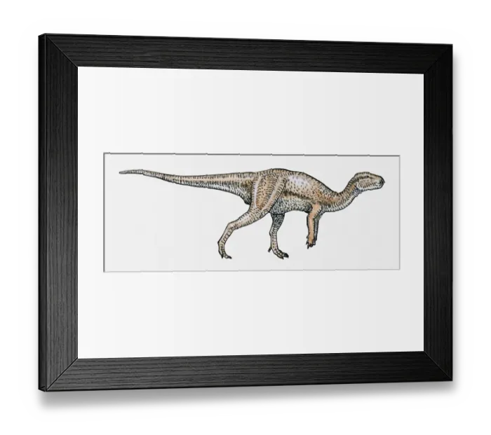 Framed Print : Illustration of Iguanodon dinosaur Framed Print : Illustration of Iguanodon dinosaur