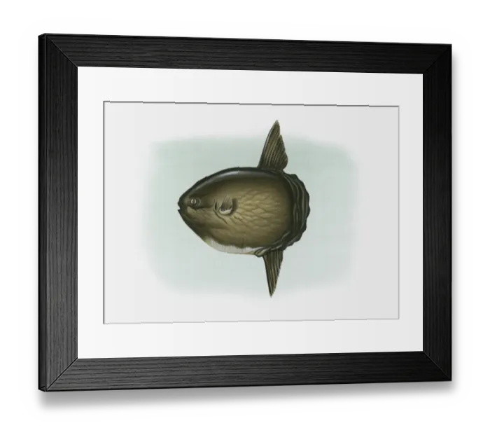Framed Print : Illustration of Ocean Sunfish (Mola mola) Framed Print : Illustration of Ocean Sunfish (Mola mola)