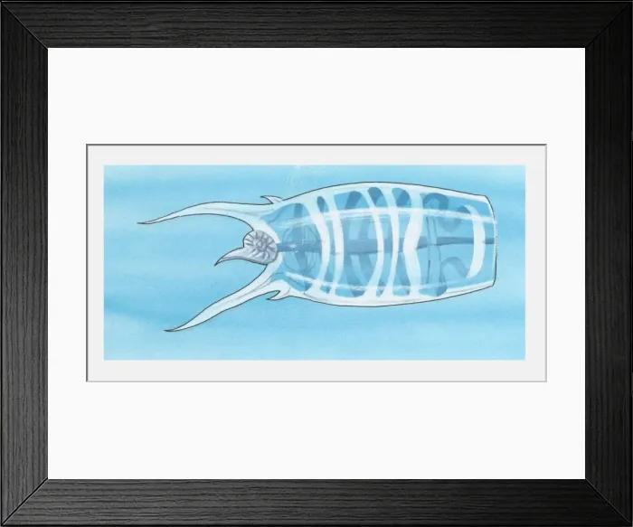 Framed Print : Illustration of Ctenophora Framed Print : Illustration of Ctenophora
