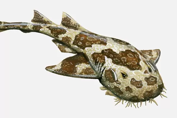 Illustration of Ornate Wobbegong (Orectolobus ornatus)