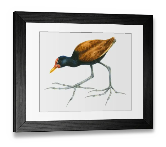 Framed Print : Illustration of a Wattled jacana (Jacana jacana), side view Framed Print : Illustration of a Wattled jacana (Jacana jacana), side view