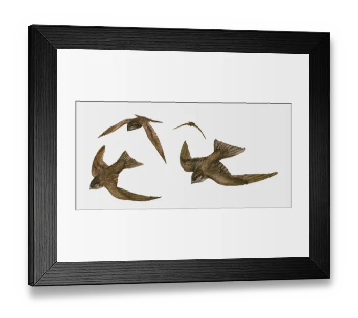 Framed Print : Illustration of four Swifts (Apus apus) in flight Framed Print : Illustration of four Swifts (Apus apus) in flight
