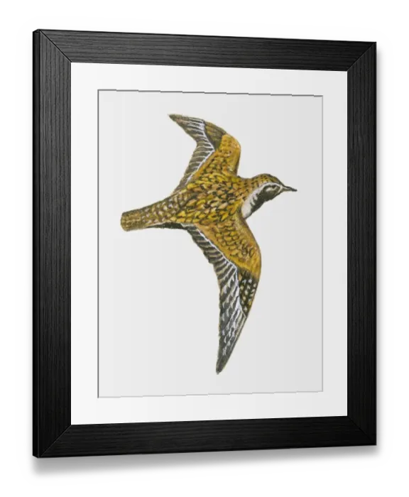 Framed Print : Illustration of an American golden plover (Pluvialis dominica) in flight Framed Print : Illustration of an American golden plover (Pluvialis dominica) in flight