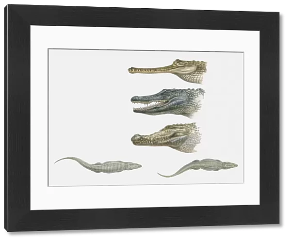 Sequence of illustrations of American Crocodile, Caiman, and Gharial heads, and two crocodiles swimming