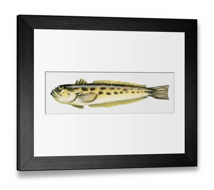 Framed Print : Illustration of Spotted weever (Trachinus araneus) Framed Print : Illustration of Spotted weever (Trachinus araneus)