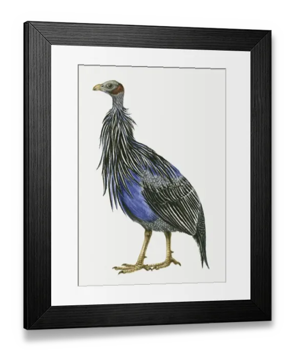 Framed Print : Illustration of a Vulturine guineafowl (Acryllium vulturinum), side view Framed Print : Illustration of a Vulturine guineafowl (Acryllium vulturinum), side view