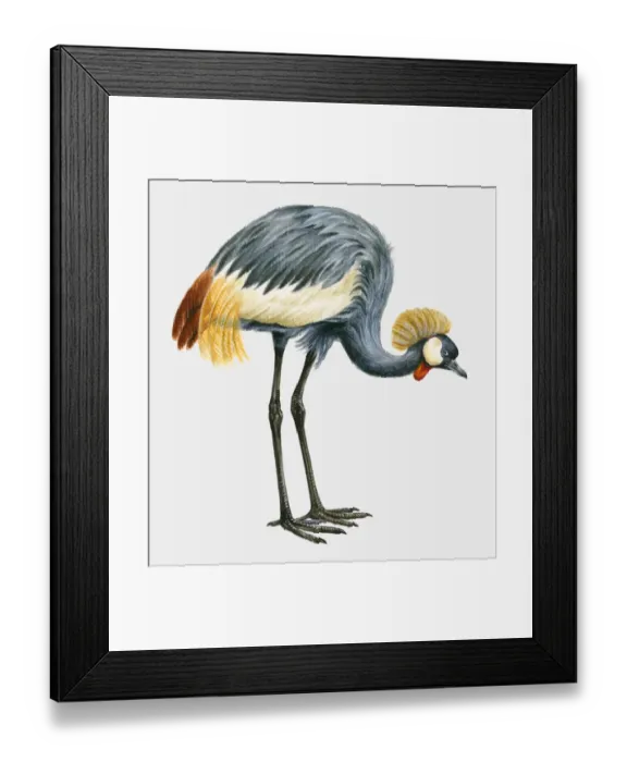Framed Print : Illustration of a Black crowned crane (Balearica pavonina), side view Framed Print : Illustration of a Black crowned crane (Balearica pavonina), side view