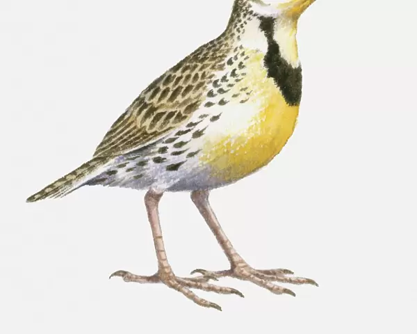 Illustration of a Western meadowlark (Sturnella neglecta), side view