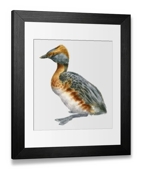 Framed Print : Illustration of a Slavonian grebe or Horned grebe (Podiceps auritus), side view Framed Print : Illustration of a Slavonian grebe or Horned grebe (Podiceps auritus), side view