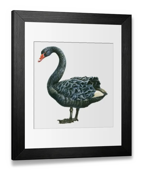 Framed Print : Illustration of a Black swan (Cygnus atratus), side view Framed Print : Illustration of a Black swan (Cygnus atratus), side view