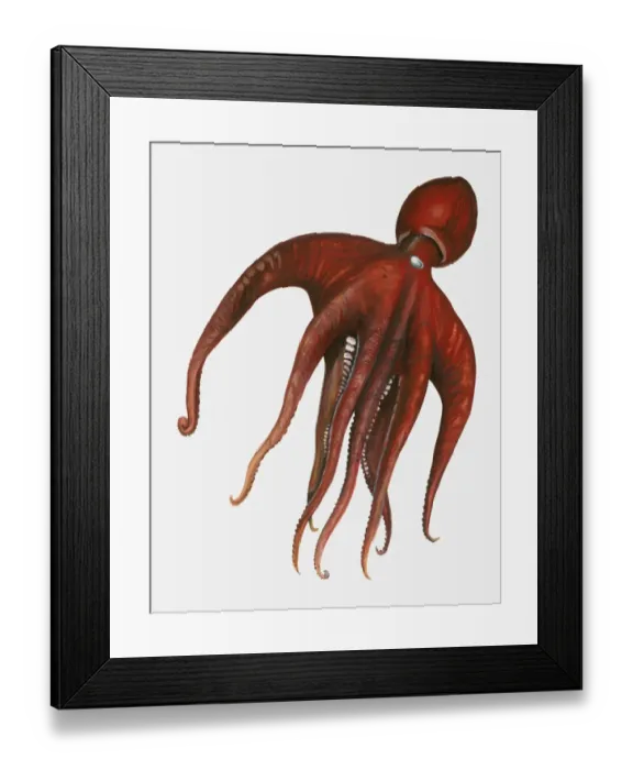 Framed Print : Illustration of red octopus Framed Print : Illustration of red octopus