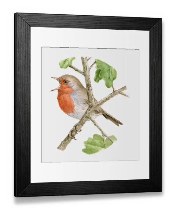 Framed Print : Illustration of a Robin (Erithacus rubecula) perching on a branch and singing