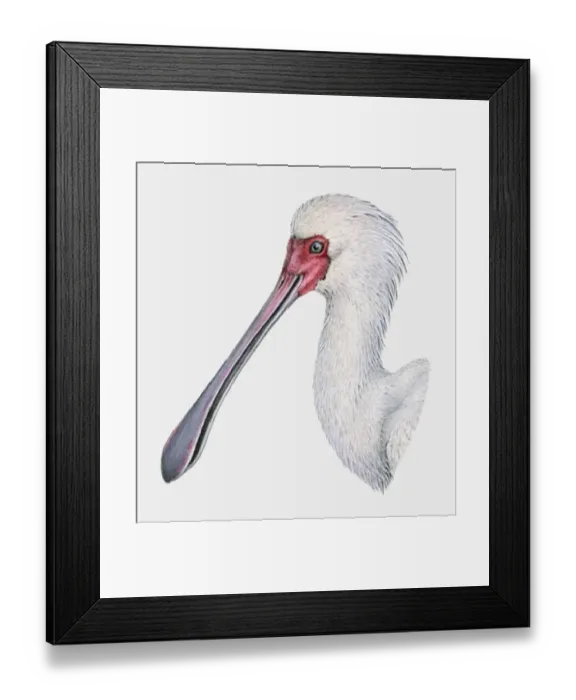 Framed Print : Illustration of the head of an African spoonbill (Platalea alba) Framed Print : Illustration of the head of an African spoonbill (Platalea alba)