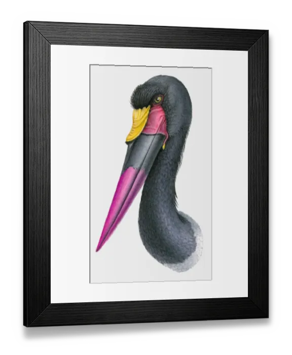 Framed Print : Illustration of the head of a Saddle-billed stork (Ephippiorhynchus senegalensis) Framed Print : Illustration of the head of a Saddle-billed stork (Ephippiorhynchus senegalensis)