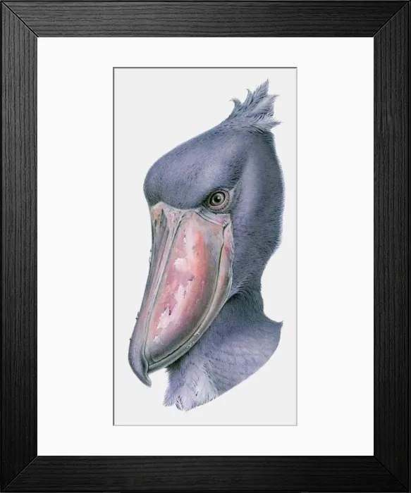 Framed Print : Illustration of the head of a Shoebill (Balaeniceps rex) Framed Print : Illustration of the head of a Shoebill (Balaeniceps rex)