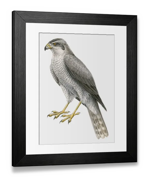 Framed Print : Illustration of a Northern goshawk (Accipiter gentilis), side view Framed Print : Illustration of a Northern goshawk (Accipiter gentilis), side view
