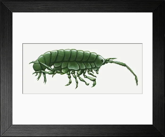 Framed Print : Illustration of green Amphipoda Framed Print : Illustration of green Amphipoda