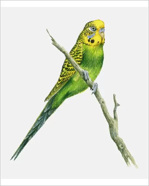 Illustration of a budgerigar perching on a branch