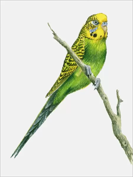 Illustration of a budgerigar perching on a branch