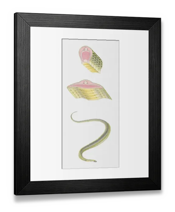Framed Print : Sequence of illustrations showing Paradise Tree Snake (Chrysopelea paradisi) and anatomy cross sections Framed Print : Sequence of illustrations showing Paradise Tree Snake (Chrysopelea paradisi) and anatomy cross sections