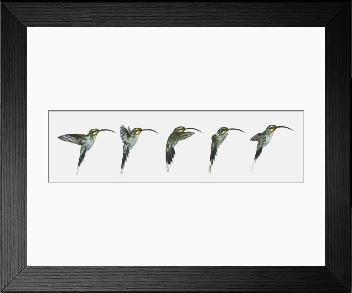 Framed Print : Sequence of illustrations of hovering Long-billed Hermit (Phaethornis longirostris) hummingbird Framed Print : Sequence of illustrations of hovering Long-billed Hermit (Phaethornis longirostris) hummingbird