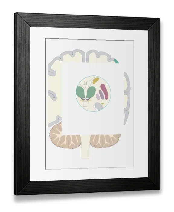 Framed Print : Digital illustration of basal ganglia Framed Print : Digital illustration of basal ganglia