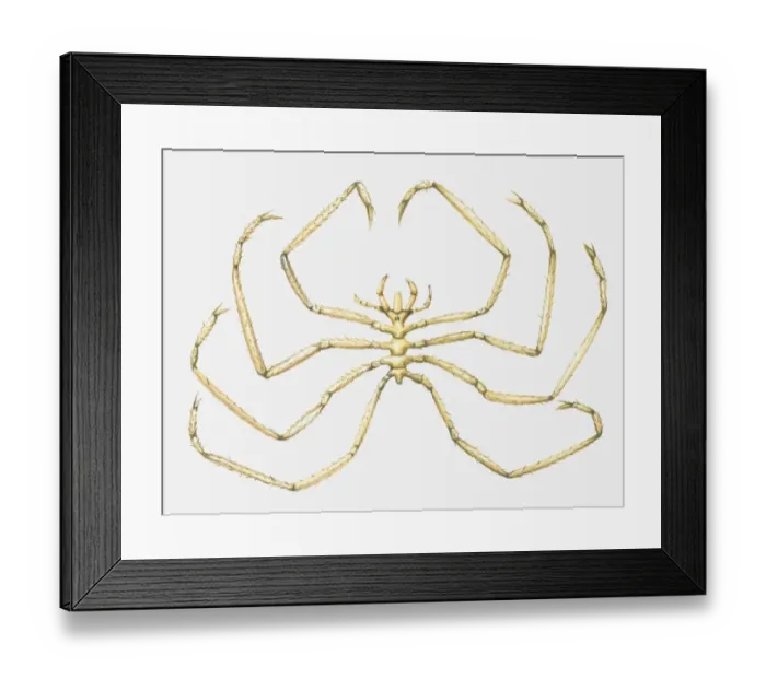 Framed Print : Illustration of Sea Spider (Colossendeis)