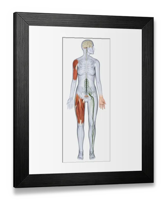 Framed Print : Digital illustration of female anatomy showing brain, muscles in arm and upper leg, nerves from spine to leg, and bladder