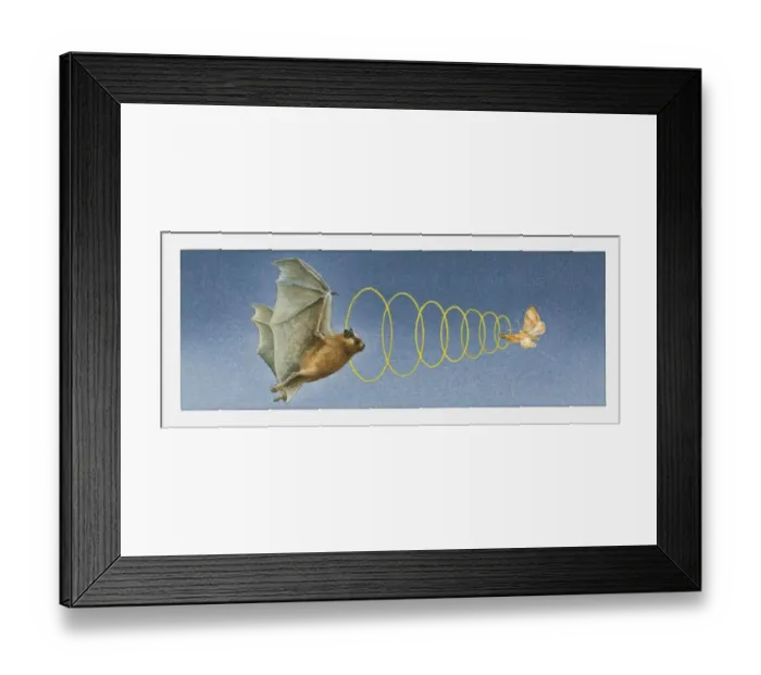Framed Print : Illustration of bat using acute sense of hearing to locate moth Framed Print : Illustration of bat using acute sense of hearing to locate moth