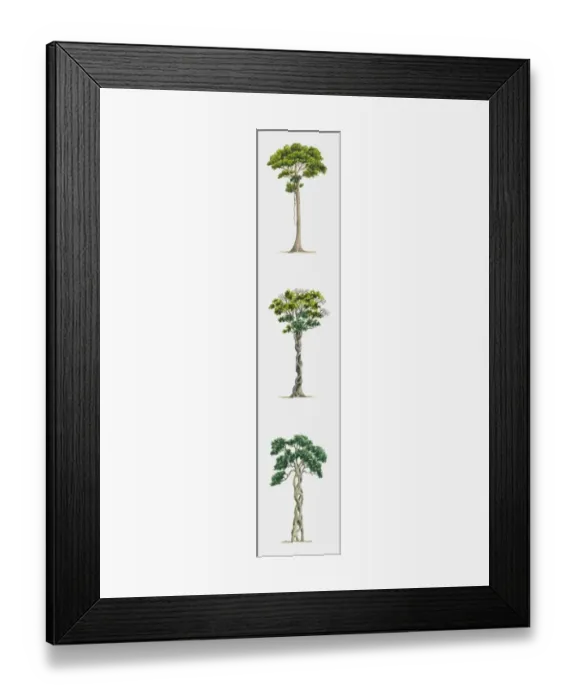 Framed Print : Sequence of illustrations showing parasitic fig killing host tree and growing in its place Framed Print : Sequence of illustrations showing parasitic fig killing host tree and growing in its place