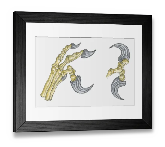 Framed Print : Illustration of Deinonchus foot showing large talons Framed Print : Illustration of Deinonchus foot showing large talons