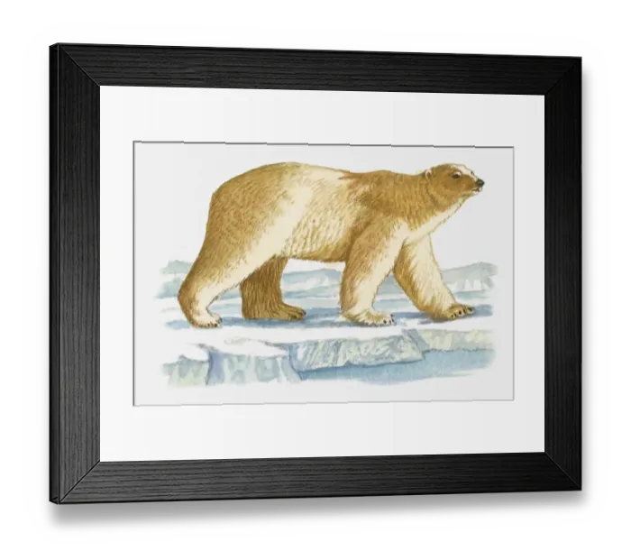 Framed Print : Illustration of Polar Bear (Ursus maritimus) walking on ice Framed Print : Illustration of Polar Bear (Ursus maritimus) walking on ice