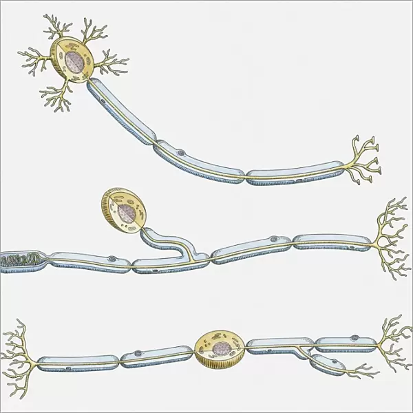 Illustration of multipolar, unipolar, and bipolar neuron
